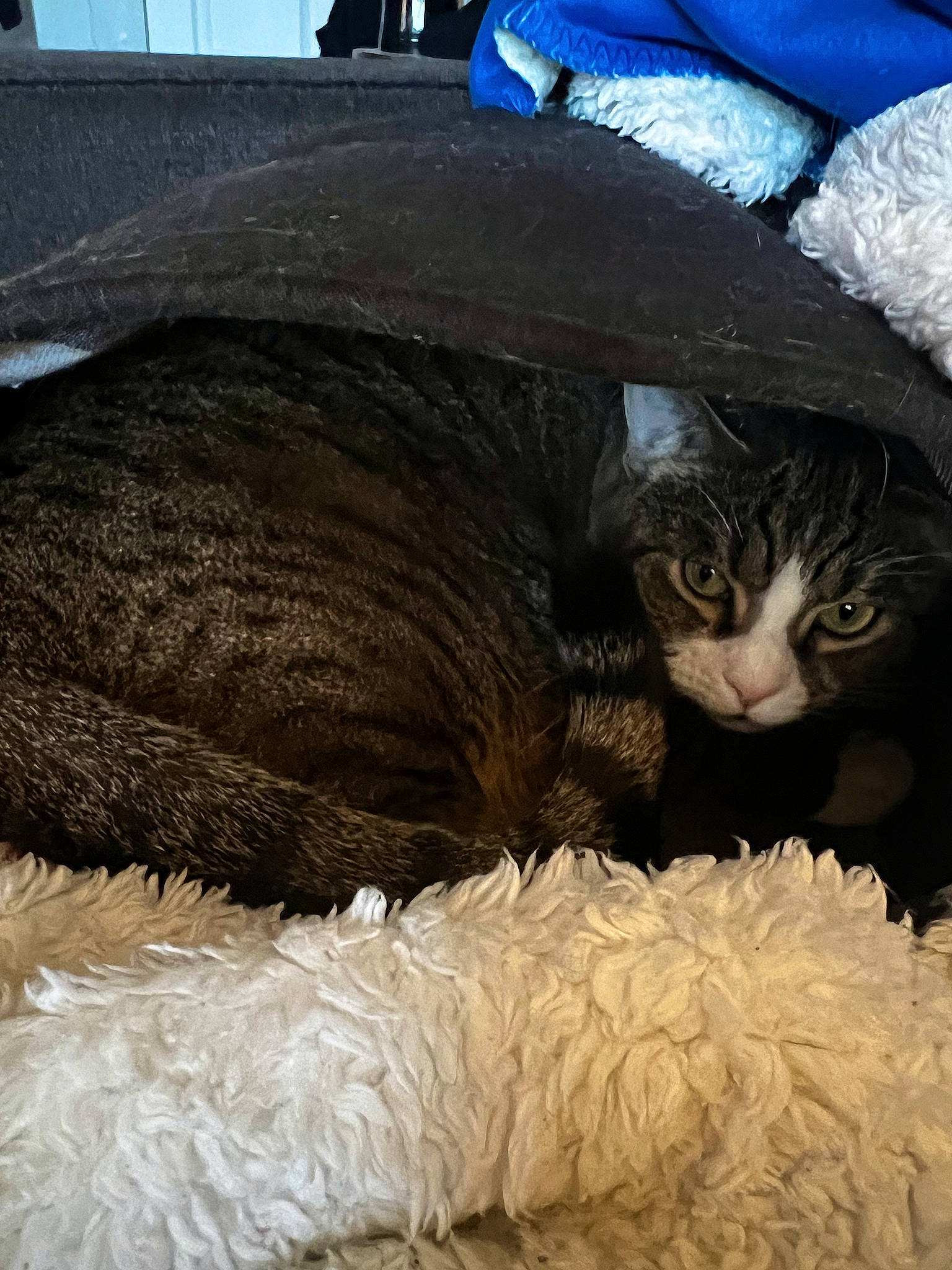 Georgia is registered to the contest to win money with this photo: carnivore, cat, cat_bed, cat_supply, claw, comfort, domestic_short_haired_cat, felidae, fur, hat, nap, natural_material, paw, small_to_medium_sized_cats, snout, tail, terrestrial_animal, whiskers, wool, working_animal