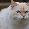 animal, blue_eyes, calm, cat, close_up, cute, ears, feline, fluffy, focused, fur, mammal, nature, nose, outdoor, pet, portrait, soft, whiskers, white_fur