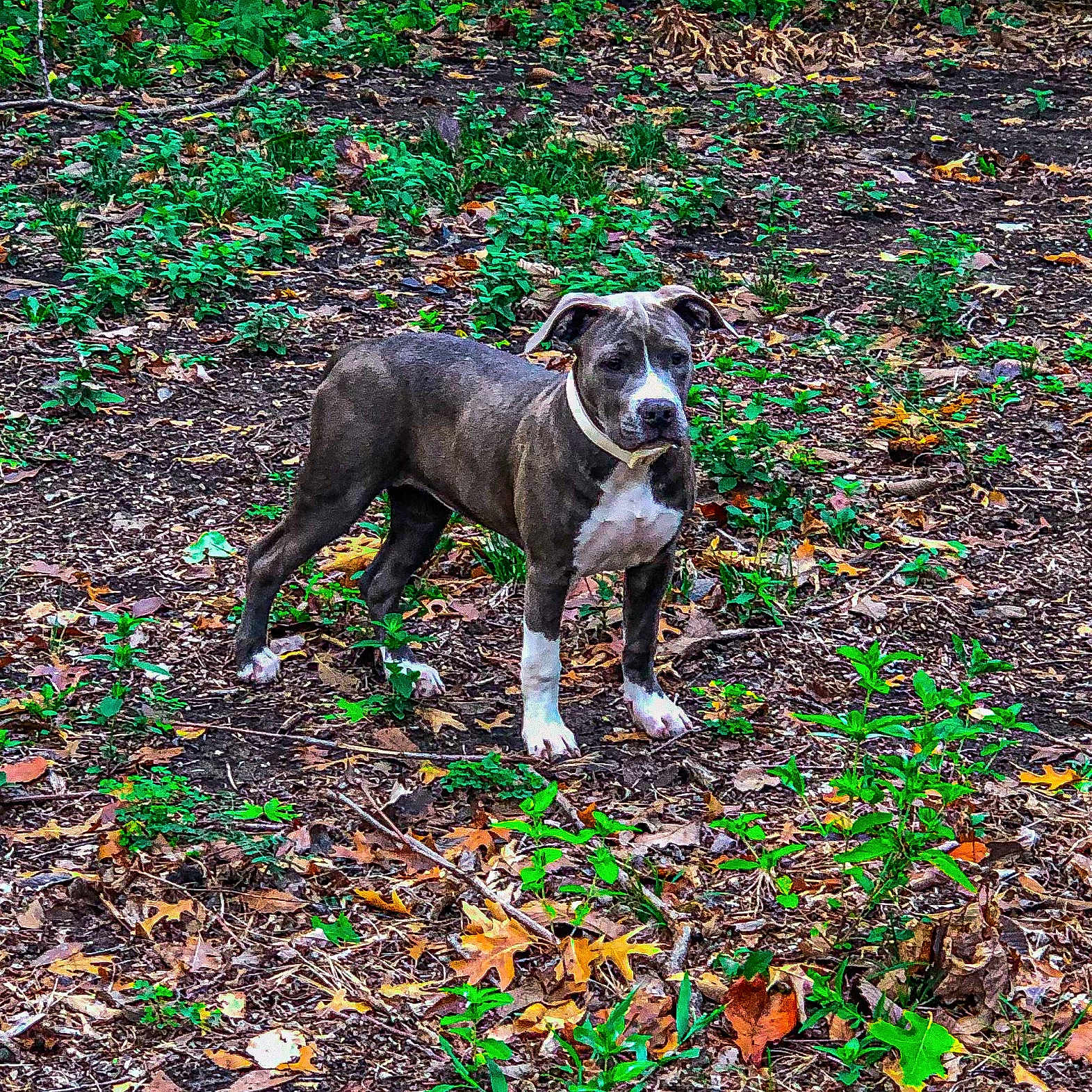 Xara is registered to the contest to win money with this photo: animal, boxer, bulldog, canine, dog, greatdane, grove, land, leaf, nature, outdoors, pet, pitbull, plant, puppy, rainforest, soil, tree, vegetation, woodland