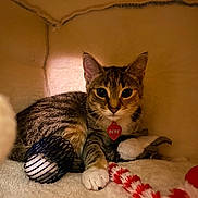 Rere is registered to the contest to win money with this photo: cat, kitten, tabby, pet, animal, indoor, toy, ball, plush_toy, collar, tag, paw, feline, cute, resting, fur, curious, soft, cozy, enclosed_space