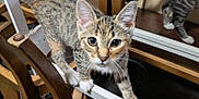 Rere is registered to the contest to win money with this photo: kitten, tabby_cat, cat, furniture, wood, white_metal_bar, indoor, curious, whiskers, paw, eyes, playful, pet, animal, domestic, background_cat, wooden_chair, floor, closeup, young_cat