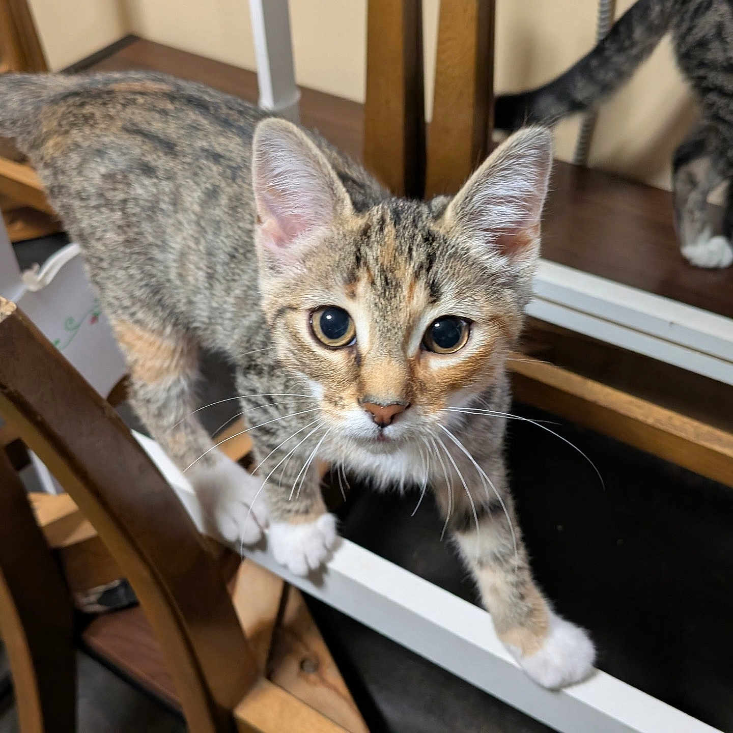 Rere is registered to the contest to win money with this photo: animal, background_cat, cat, closeup, curious, domestic, eyes, floor, furniture, indoor, kitten, paw, pet, playful, tabby_cat, whiskers, white_metal_bar, wood, wooden_chair, young_cat