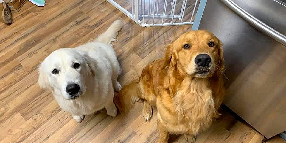 Willie And Ellie joined the competition — help win amazing prizes! akbash_dog, ancient_dog_breeds, canidae, carnivore, companion_dog, dog, dog_breed, fawn, flat_coated_retriever, golden_retriever, labrador_retriever, livestock_guardian_dog, mammal, maremma_sheepdog, rare_breed_dog, retriever, small_greek_domestic_dog, snout, sporting_group, vertebrate