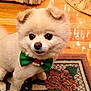 Buddy is registered to the contest to win money with this photo: dog, white_dog, bow_tie, green_bow, indoor, carpet, patterned_rug, wooden_floor, curtains, festive, cute, pet, small_dog, fluffy, portrait, animal, holiday, decor, sitting, attentive