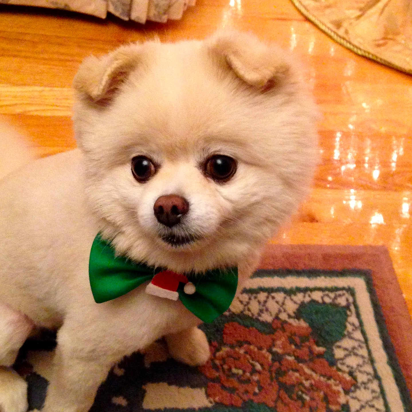 Buddy is registered to the contest to win money with this photo: animal, attentive, bow_tie, carpet, curtains, cute, decor, dog, festive, fluffy, green_bow, holiday, indoor, patterned_rug, pet, portrait, sitting, small_dog, white_dog, wooden_floor