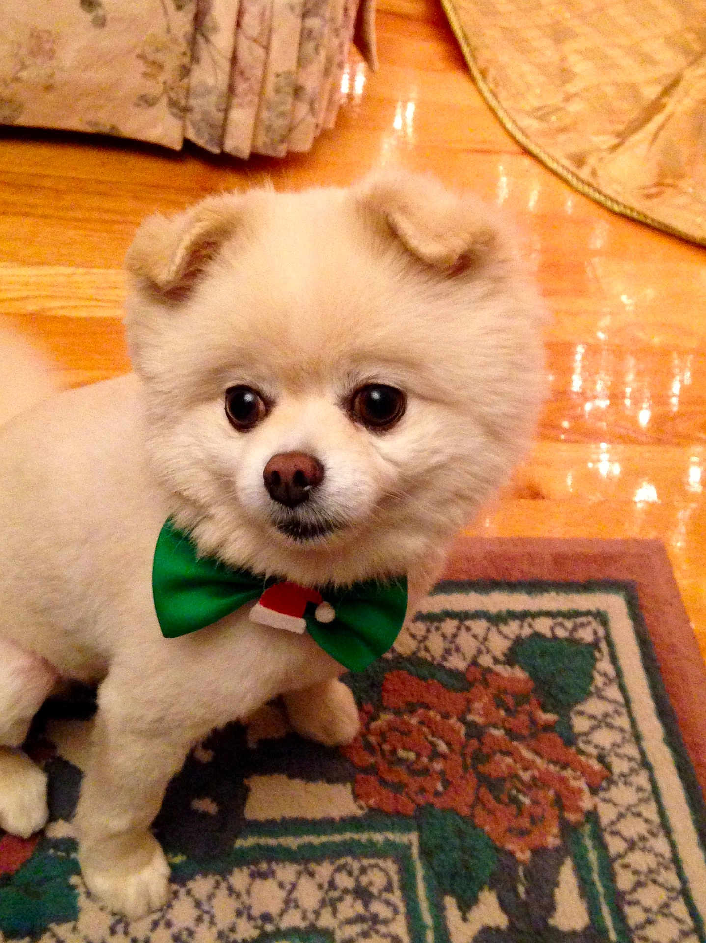Buddy is registered to the contest to win money with this photo: dog, white_dog, bow_tie, green_bow, indoor, carpet, patterned_rug, wooden_floor, curtains, festive, cute, pet, small_dog, fluffy, portrait, animal, holiday, decor, sitting, attentive