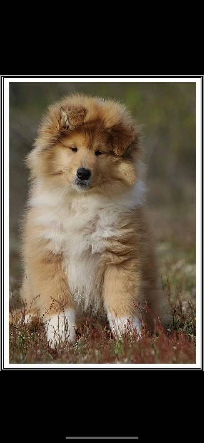 Stitch participe au concours pour gagner de l'argent avec cette photo : ancient_dog_breeds, canidae, carnivore, companion_dog, dog, dog_breed, fur, grass, non_sporting_group, sporting_group, terrestrial_animal, whiskers, working_dog