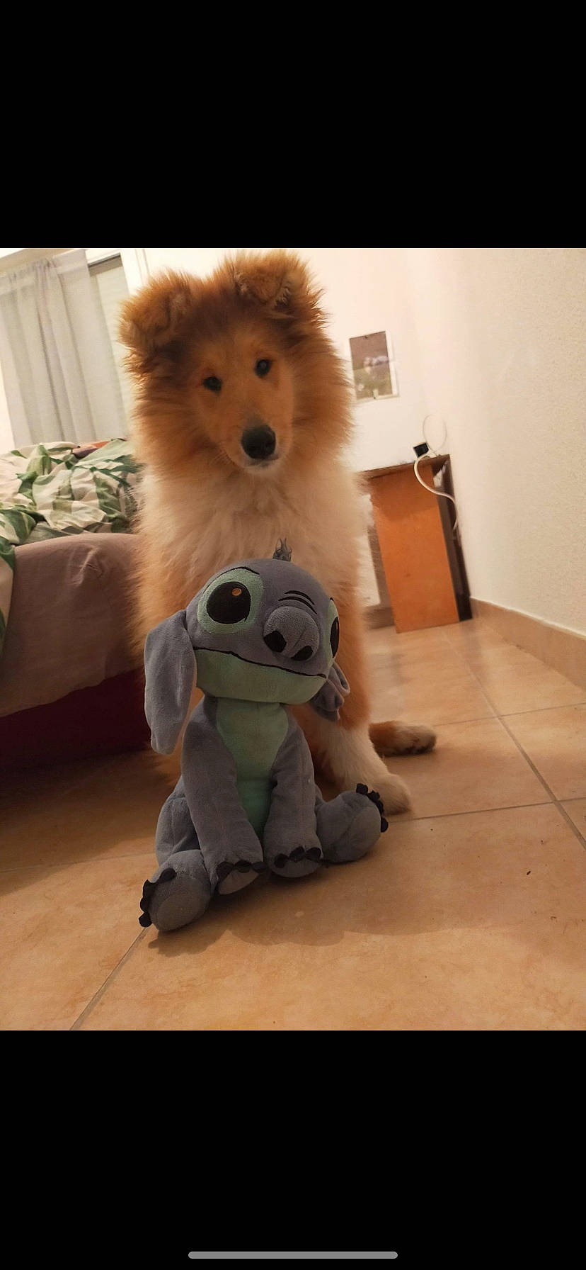 Stitch a rejoint le concours — aidez-le/la à gagner de superbes lots ! canidae, carnivore, companion_dog, curtain, dog, dog_breed, dog_supply, fawn, flooring, fur, german_spitz, hardwood, houseplant, snout, spitz, sporting_group, stuffed_toy, toy, toy_dog, working_animal