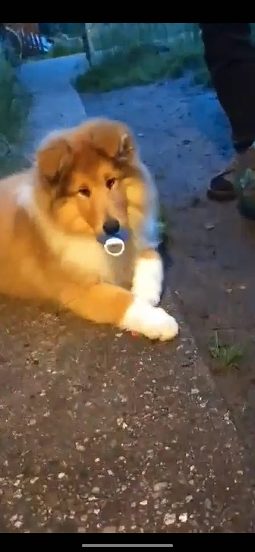 Stitch participe au concours pour gagner de l'argent avec cette photo : ancient_dog_breeds, asphalt, canidae, carnivore, companion_dog, dog, dog_breed, fawn, flooring, fur, non_sporting_group, pet_supply, road_surface, snout, soil, sporting_group, tail, terrestrial_animal, working_animal