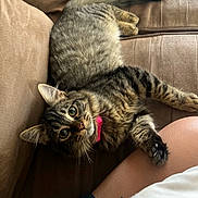 Willow is registered to the contest to win money with this photo: cat, tabby_cat, pet, feline, collar, couch, indoor, fur, whiskers, paw, leg, brown, relaxed, curious, domestic_animal, animal, cozy, soft, companion, resting