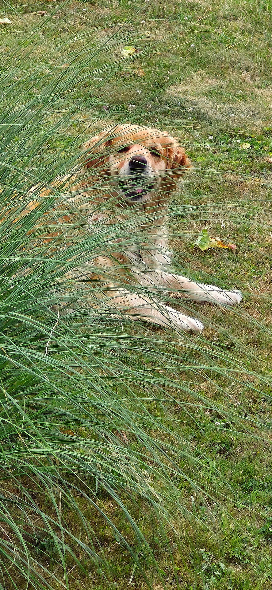 Roxanne