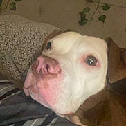 Leonard is registered to the contest to win money with this photo: dog, close_up, brown, white, blanket, striped, tapestry, moon_face, plants, indoor, resting, cozy, pet, animal, snout, ears, fur, portrait, comfort, relaxed