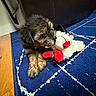 Aeris joined the competition — help win amazing prizes! animal, blue_rug, carpet, chewing, cozy, cute, dog, furry, home, indoor, leather_couch, pet, playful, plush_toy, puppy, red, relaxing, toy, wooden_floor, young_dog