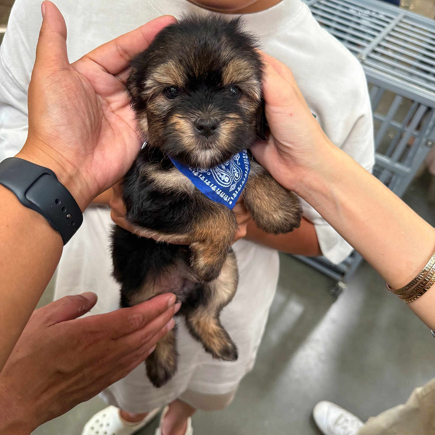 Aeris is registered to the contest to win money with this photo: puppy, dog, baby_dog, blue_bandana, hands, child, white_shirt, crocs, indoor, floor, person, bracelet, watch, pet, cute, small_dog, face, holding, affection, animal