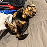 Aeris is registered to the contest to win money with this photo: adorable, animal, bed, blanket, canine, comfort, cozy, cute, dog, fur, fur_texture, indoor, nap, pet, puppy, relaxed, resting, sleeping, small, young