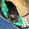 puppy, dog, sleeping, blanket, pet_carrier, paw_print, fleece, cozy, cute, fur, resting, indoor, blue_carpet, black_brown_fur, small, animal, domestic_animal, close_up, young, comfort