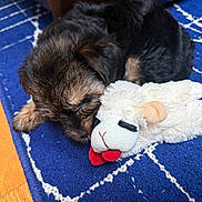 Aeris is registered to the contest to win money with this photo: adorable, animal, blue_rug, companion, cozy, cute, dog, floor, fur, indoor, pet, playful, puppy, resting, snuggling, soft_toy, stuffed_animal, toy, wood_floor, young_dog