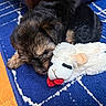 adorable, animal, blue_rug, companion, cozy, cute, dog, floor, fur, indoor, pet, playful, puppy, resting, snuggling, soft_toy, stuffed_animal, toy, wood_floor, young_dog