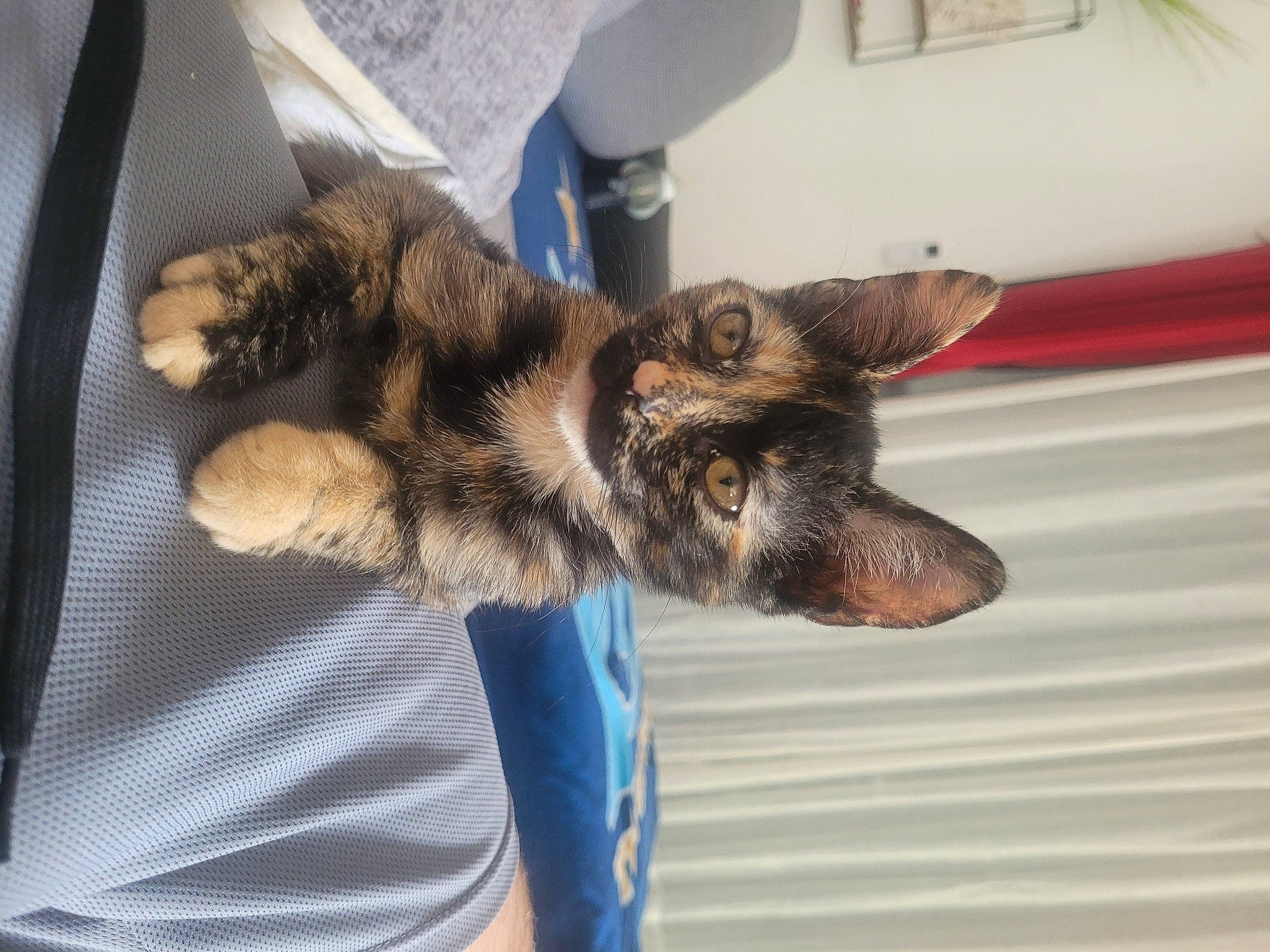 Moona participe au concours pour gagner de l'argent avec cette photo : canidae, carnivore, claw, companion_dog, dog_breed, domestic_short_haired_cat, felidae, fur, german_shepherd_dog, paw, small_to_medium_sized_cats, snout, sporting_group, tail, terrestrial_animal, whiskers, wildlife, wing