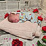 baby, sleeping, blanket, onesie, red_roses, confetti, newspaper, soft_texture, cute, infant, peaceful, lying_down, decorative, indoors, portrait, child, resting, floral, celebration, cozy