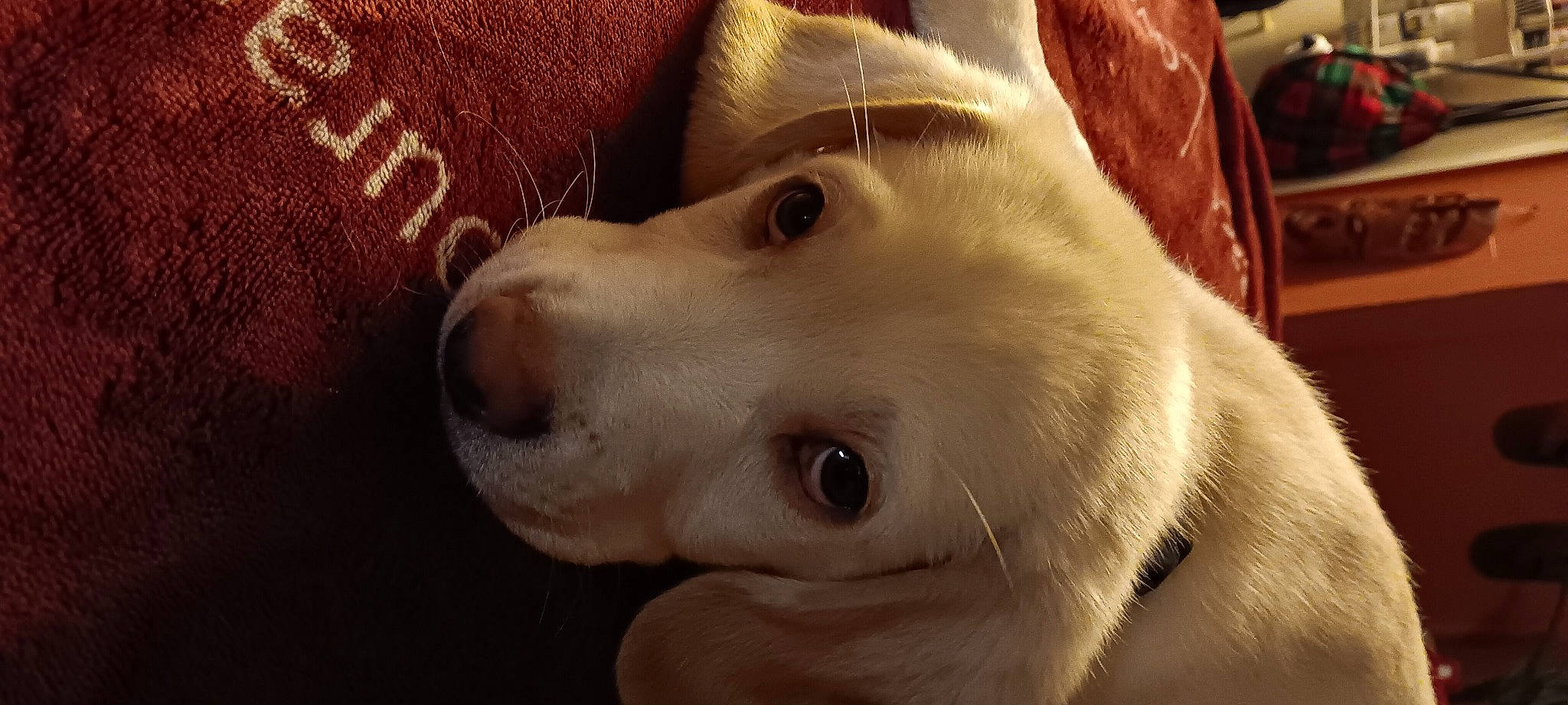 Buck joined the competition — help win amazing prizes! canidae, carnivore, companion_dog, dog, dog_breed, ear, eye, eyelash, fawn, fur, non_sporting_group, nose, snout, sporting_group, terrestrial_animal, toy_dog, whiskers, working_animal