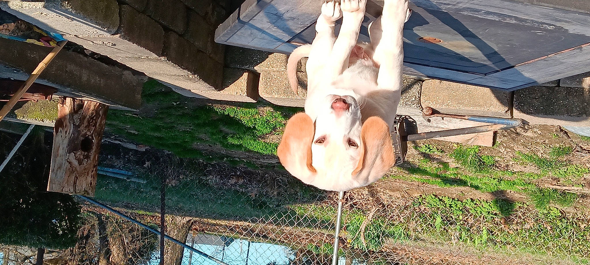 Buck is registered to the contest to win money with this photo: acrobatics, adventure, barechested, barefoot, fawn, flesh, foot, fun, grass, happy, human_leg, leisure, plant, recreation, sporting_group, tail, tree, wood