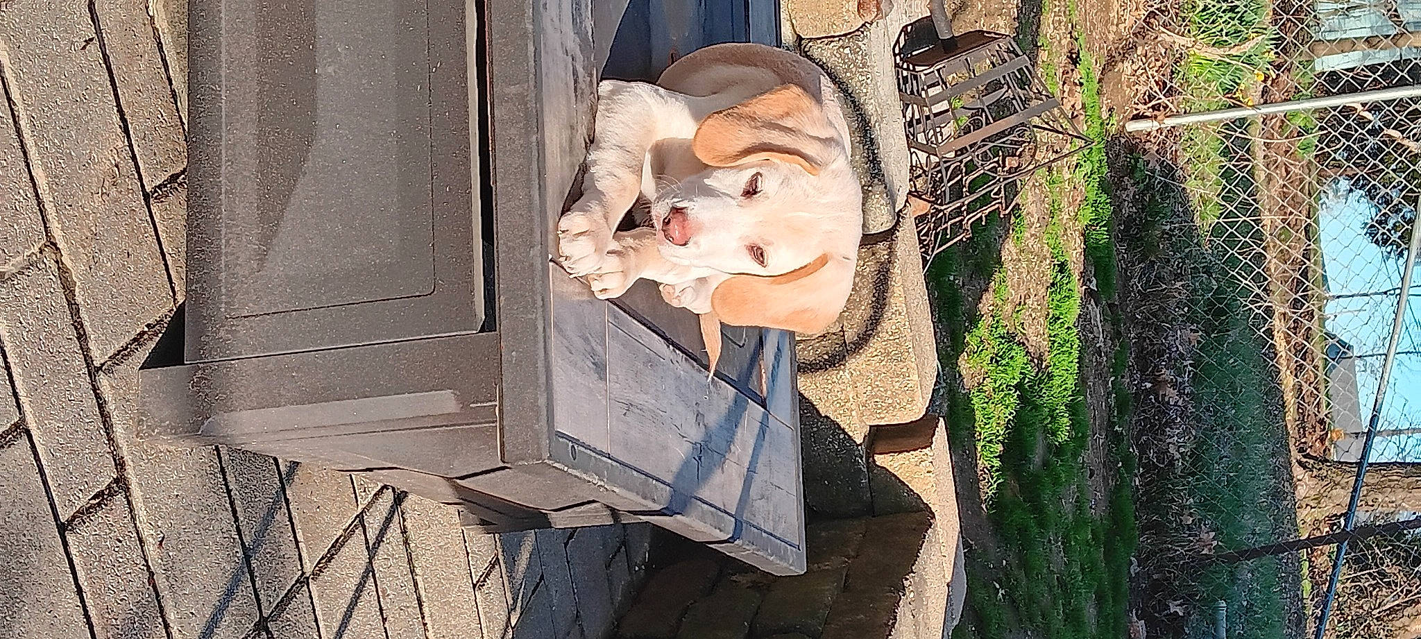 Buck is registered to the contest to win money with this photo: art, carving, fawn, grass, metal, plant, sculpture, sitting, snout, statue, stone_carving, toy, visual_arts, window, wood