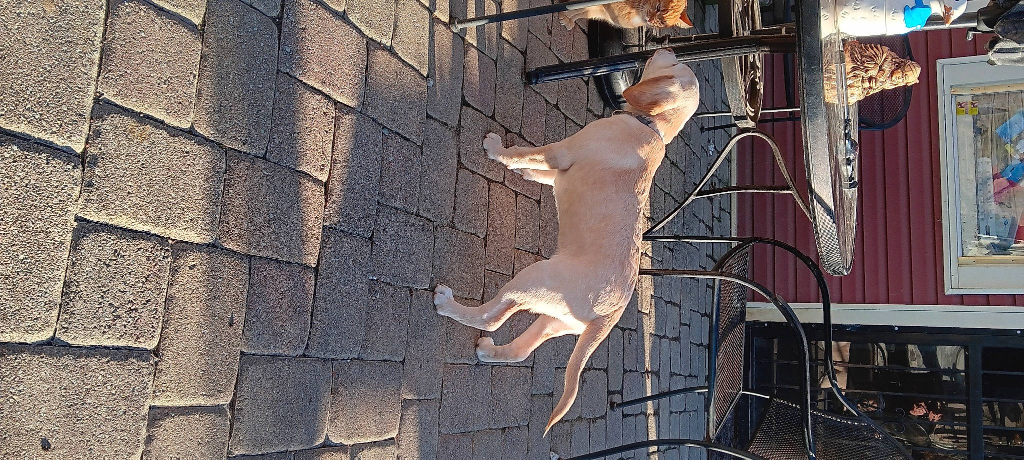 Buck joined the competition — help win amazing prizes! art, artifact, brick, brickwork, carving, classical_sculpture, facade, flooring, metal, monument, religious_item, sculpture, shadow, statue, stone_carving, symbol, tail, visual_arts, waist, wood