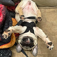 Little Lady joined the competition — help win amazing prizes! dog, puppy, pug, upside_down, paws, leash, couch, blanket, playful, pet, fur, ears, snout, indoor, cute, animal, resting, relaxed, small_dog, domestic_animal