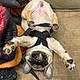 dog, puppy, pug, upside_down, paws, leash, couch, blanket, playful, pet, fur, ears, snout, indoor, cute, animal, resting, relaxed, small_dog, domestic_animal