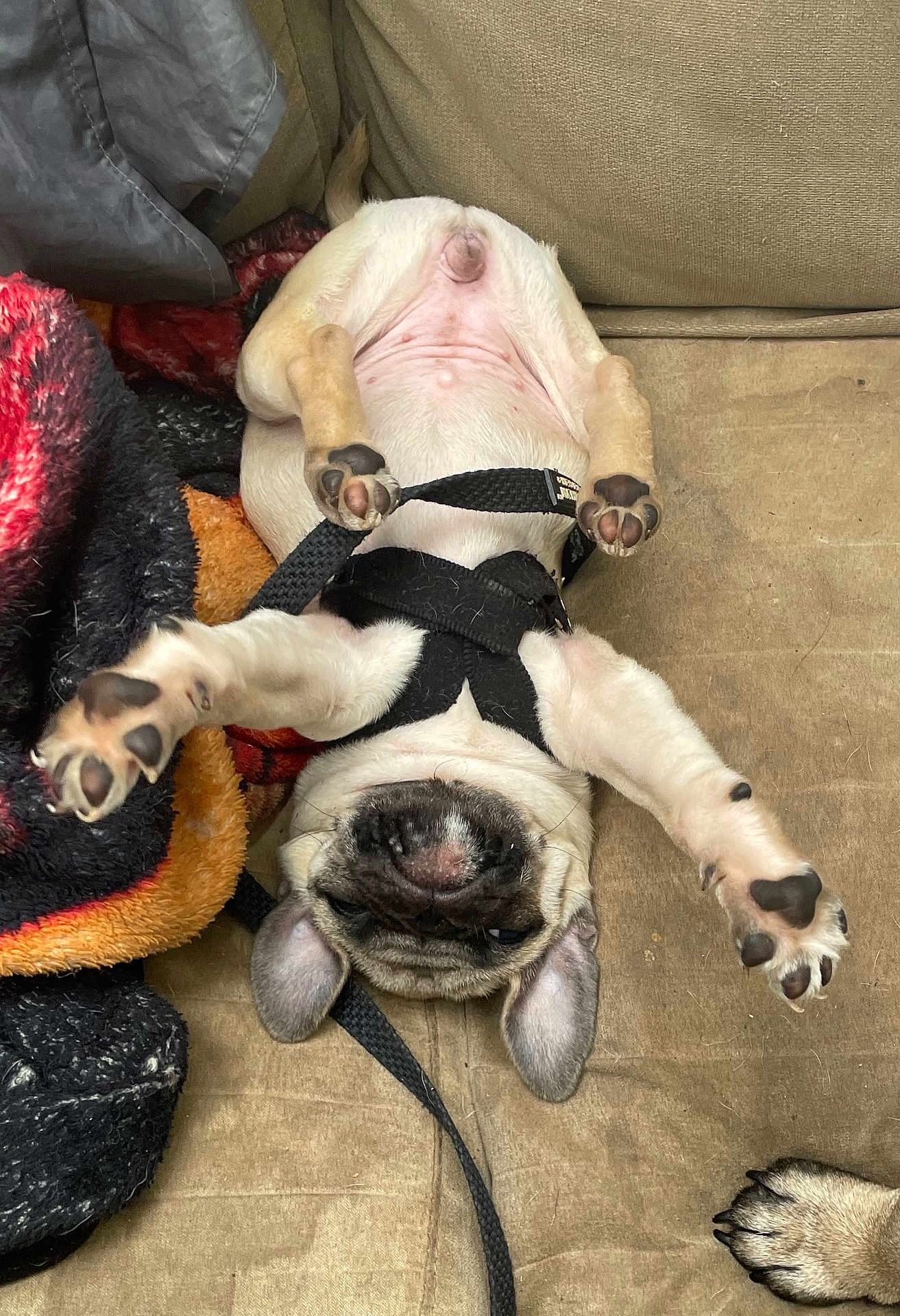 Little Lady joined the competition — help win amazing prizes! dog, puppy, pug, upside_down, paws, leash, couch, blanket, playful, pet, fur, ears, snout, indoor, cute, animal, resting, relaxed, small_dog, domestic_animal