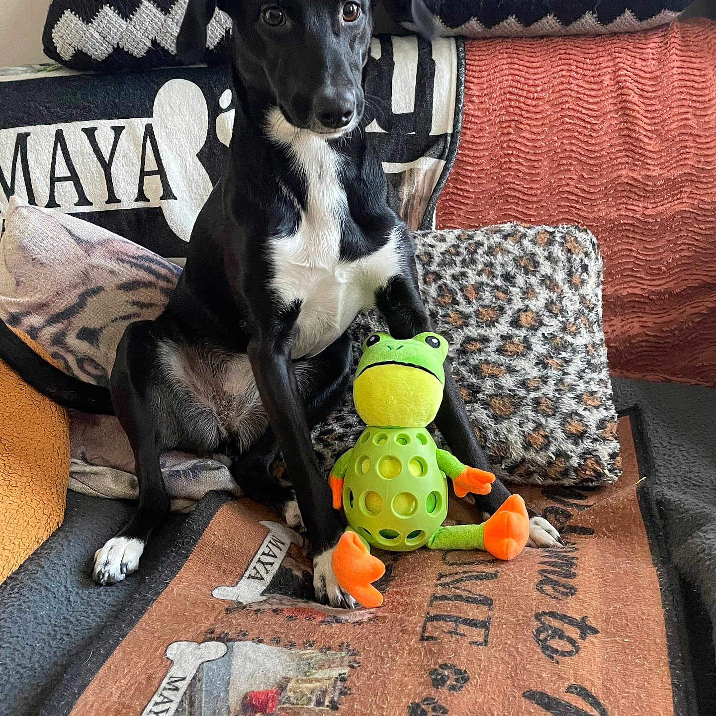 Maya a rejoint le concours — aidez-le/la à gagner de superbes lots ! animal, black_dog, blanket, couch, cozy, cushion, dog, frog_toy, fur, home, indoor, looking, patterned_cushion, paw, pet, playful, relaxed, sitting, toy, white_chest
