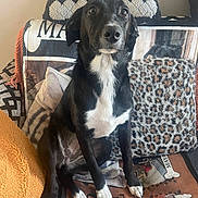 Maya participe au concours pour gagner de l'argent avec cette photo : alert, animal, black_and_white, blanket, couch, cozy, dog, domestic_animal, expression, fur, furniture, home, indoor, looking_at_camera, pet, pillow, portrait, resting, sitting, white_paws
