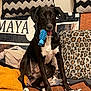 Maya a rejoint le concours — aidez-le/la à gagner de superbes lots ! animal, black_dog, blankets, blue_toy, chew_toy, couch, cozy, dog, home, indoor, leopard_print, named_pillow, orange_blanket, pet, pillows, relaxed, sitting, tongue_out, white_paws, zigzag_pattern