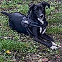 alert, animal, black_dog, calm, canine, companion, cute, dog, earth, friendly, grass, greenery, harness, leaf, lying_down, mammal, nature, outdoor, pet, white_paws