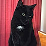 cat, black_cat, white_patch, pet, animal, indoor, curtains, wooden_table, feline, looking_away, green_eyes, sitting, domestic_animal, fur, cute, household, portrait, calm, side_view, cozy