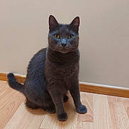 Baloo a rejoint le concours — aidez-le/la à gagner de superbes lots ! animal, calm, cat, curious, domestic_cat, ears, feline, flooring, fur, gray_cat, indoor, looking_at_camera, pet, quiet, sitting, tail, wall, whiskers, wooden_floor, yellow_eyes
