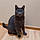 Baloo