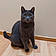 Baloo