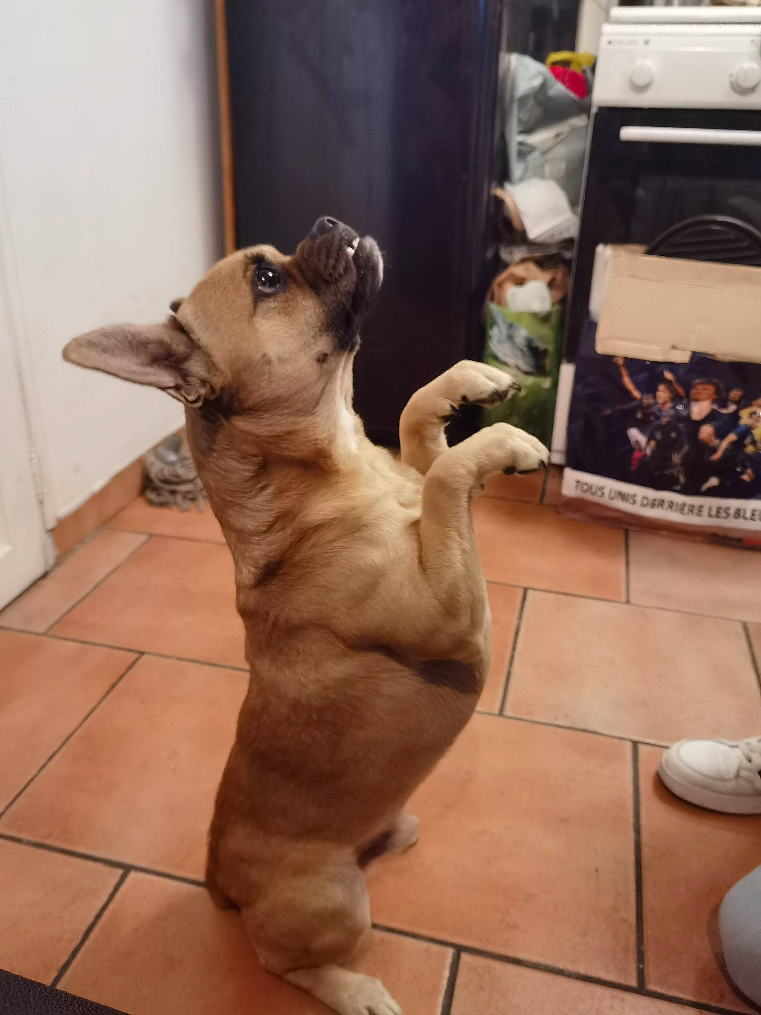 Paddy participe au concours pour gagner de l'argent avec cette photo : canidae, companion_dog, dog, dog_breed, fawn, felidae, flooring, fur, non_sporting_group, paw, pet_supply, small_to_medium_sized_cats, sporting_group, tail, terrestrial_animal, thai, whiskers, working_animal