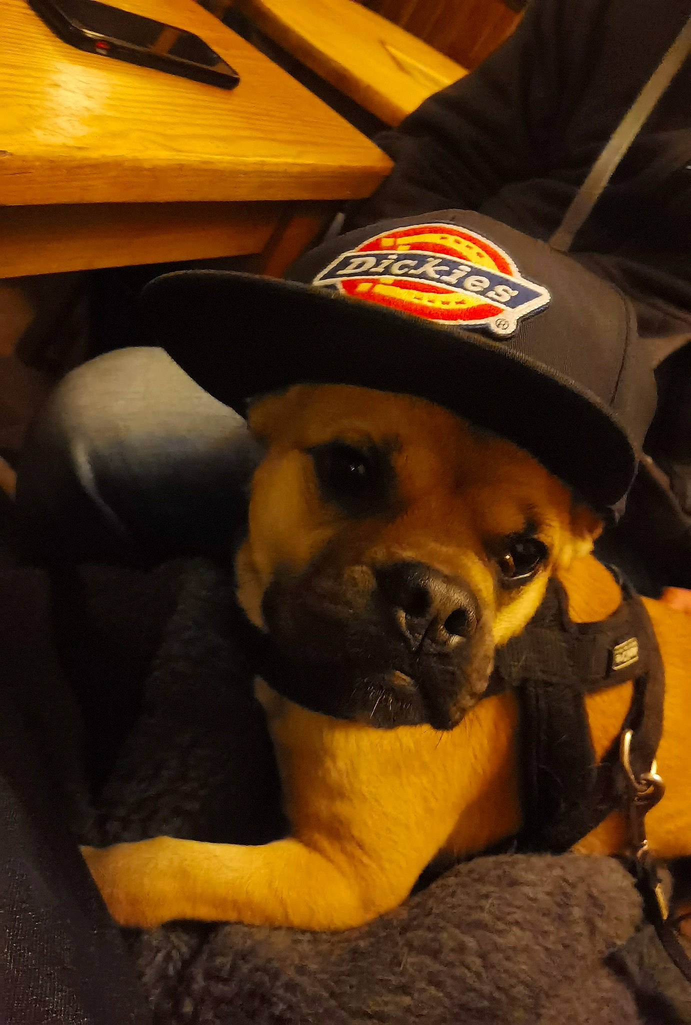 Paddy participe au concours pour gagner de l'argent avec cette photo : baseball_cap, cap, carnivore, companion_dog, dog, dog_breed, fawn, fur, guard_dog, hat, kitchen_utensil, non_sporting_group, office_supplies, paw, snout, sporting_group, terrestrial_animal, whiskers, wood, working_dog