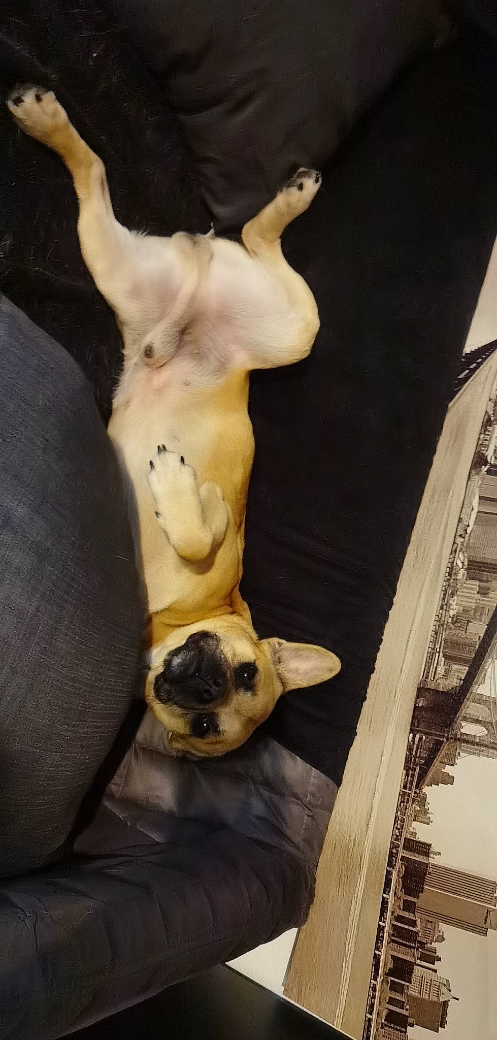 Paddy a rejoint le concours — aidez-le/la à gagner de superbes lots ! art, artifact, canidae, carnivore, ceramic, classical_sculpture, companion_dog, dog, dog_breed, fawn, sculpture, snout, sporting_group, statue, toy_dog, trunk, vertebrate, visual_arts, wood, working_animal