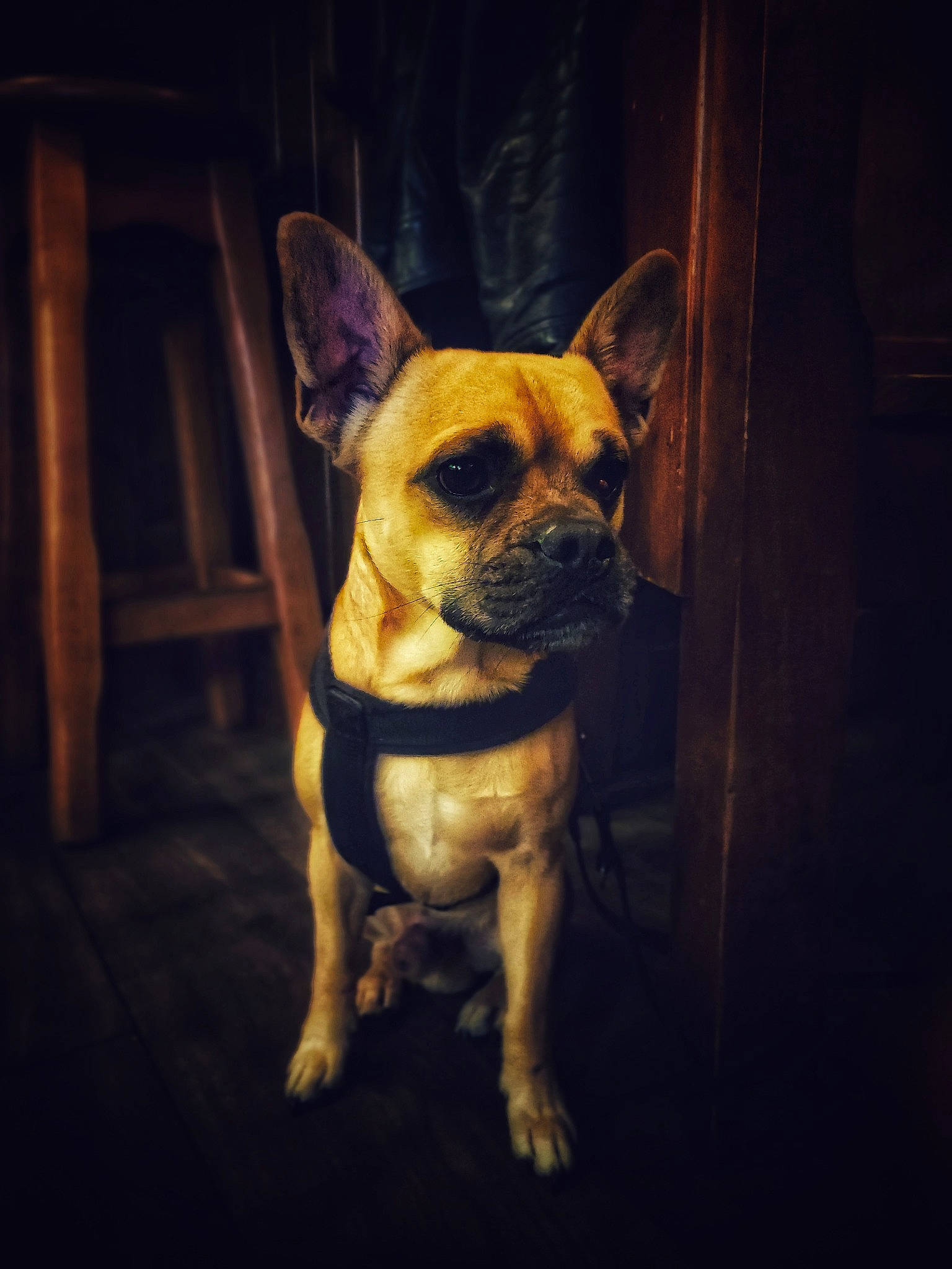 Paddy participe au concours pour gagner de l'argent avec cette photo : canidae, carnivore, companion_dog, darkness, dog, dog_breed, dog_collar, door, ear, fawn, flooring, fur, snout, sporting_group, toy_dog, whiskers, window, wood, working_animal, wrinkle