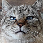 Cookie a rejoint le concours — aidez-le/la à gagner de superbes lots ! animal, blue_eyes, calm, cat, close_up, detailed_texture, domestic_animal, ears, face, feline, fur, looking_up, mammal, natural_light, nose, outdoor, pet, portrait, whiskers, whiskers_visible
