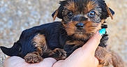 Bloom participe au concours pour gagner de l'argent avec cette photo : animal, black_fur, blurred_background, brown_fur, close_up, cute, dog, fur, hands, holding, human_hand, nail_polish, outdoor, pet, portrait, puppy, skin, small_dog, tattoo, young_dog