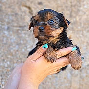Bloom a rejoint le concours — aidez-le/la à gagner de superbes lots ! adorable, animal, background_blur, black, brown, close_up, cute, dog, ears, fur, hands, holding, nail_polish, outdoor, pet, portrait, puppy, small_dog, tattoo, young_dog