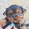 Bloom participe au concours pour gagner de l'argent avec cette photo : adorable, animal, background_blur, black, brown, closeup, cute, dog, fluffy, fur, hands, holding, looking_at_camera, nail_art, outdoor, pet, portrait, puppy, small, young