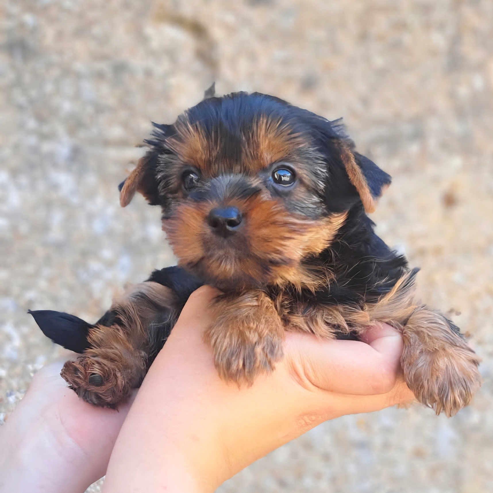 Bloom a rejoint le concours — aidez-le/la à gagner de superbes lots ! puppy, dog, hands, cute, fluffy, young, animal, pet, fur, portrait, small, brown, black, closeup, outdoor, holding, face, eyes, adorable, background_blur