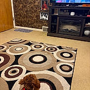 Rocco Usain is registered to the contest to win money with this photo: dog, brown, curly_fur, red_collar, rug, circular_pattern, carpet, television, tv_show, living_room, fireplace, entertainment_center, wall_art, framed_photos, door, floor, marble_wall, furniture, indoor, pet