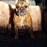 dog, french_bulldog, pet, indoor, couch, pillow, sunlight, shadow, plant, fur, portrait, animal, sitting, expression, cozy, houseplant, domestic, companion, cute, furniture